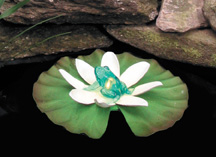 Floating Animal Lily Lights - Frog | Halogen