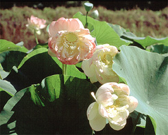 Mrs. Perry D. Slocum (yellow/pink) Lotus | Lotus