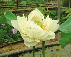 Perry's Giant Sunburst (yellow) Lotus | Lotus