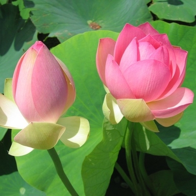 Carolina Queen Lotus | Lotus