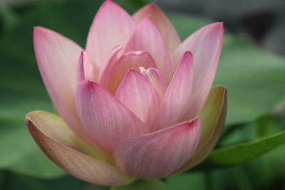 Green Maiden Lotus | Lotus