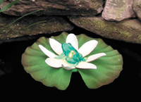Image Floating Animal Lily Lights - Frog