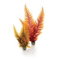 Image biOrb Fern Plant Pack Autumn