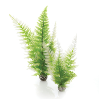 Image biOrb Fern Plant Pack Winter