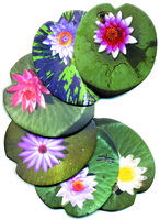 Image Water Lily Coasters